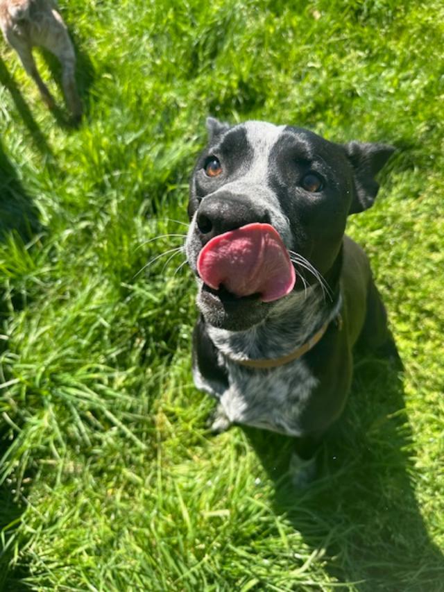 Koda/Asher, Young Male Australian Cattle Dog / Blue Heeler