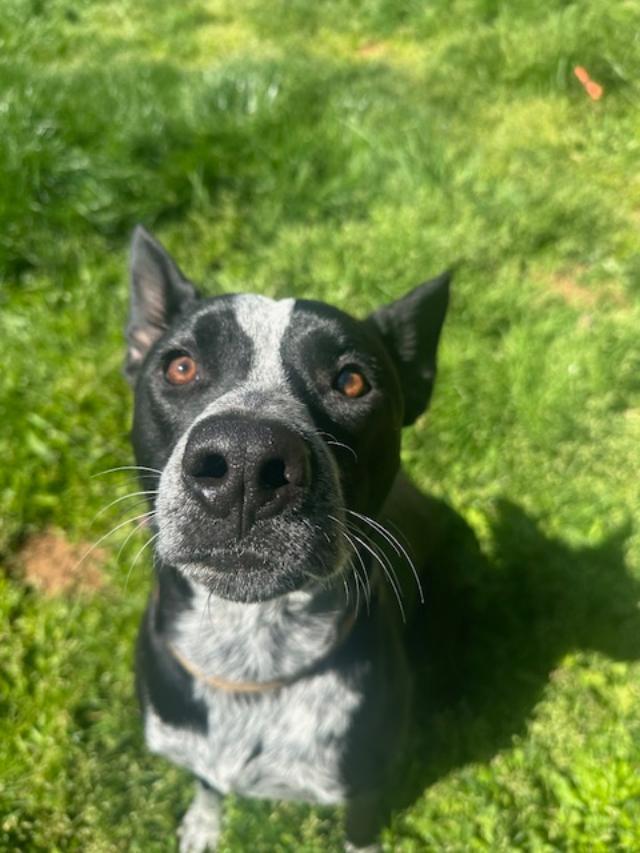 Koda/Asher photo 3