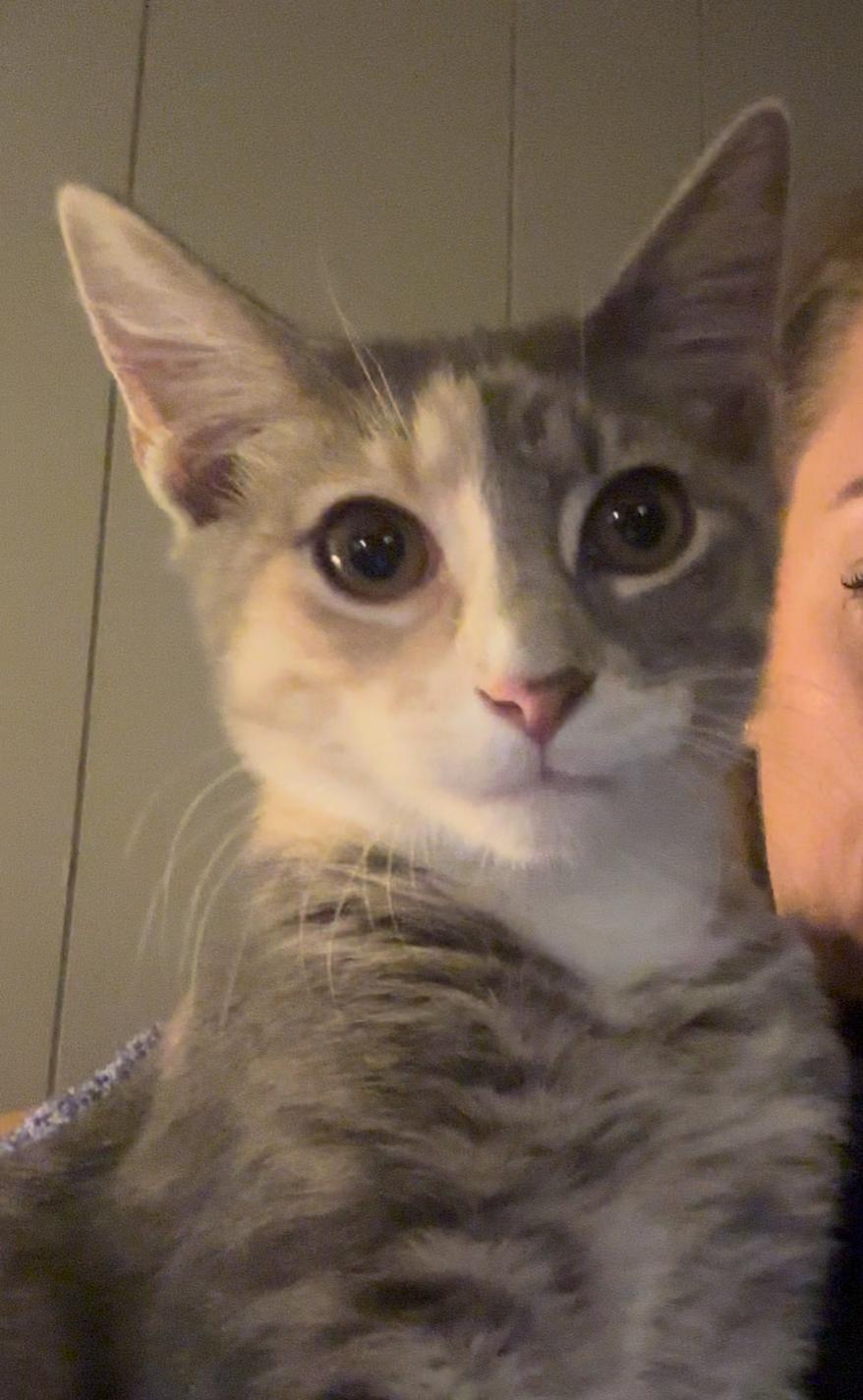 Kitten Katten, Adopted, Kitten Female Dilute Calico.