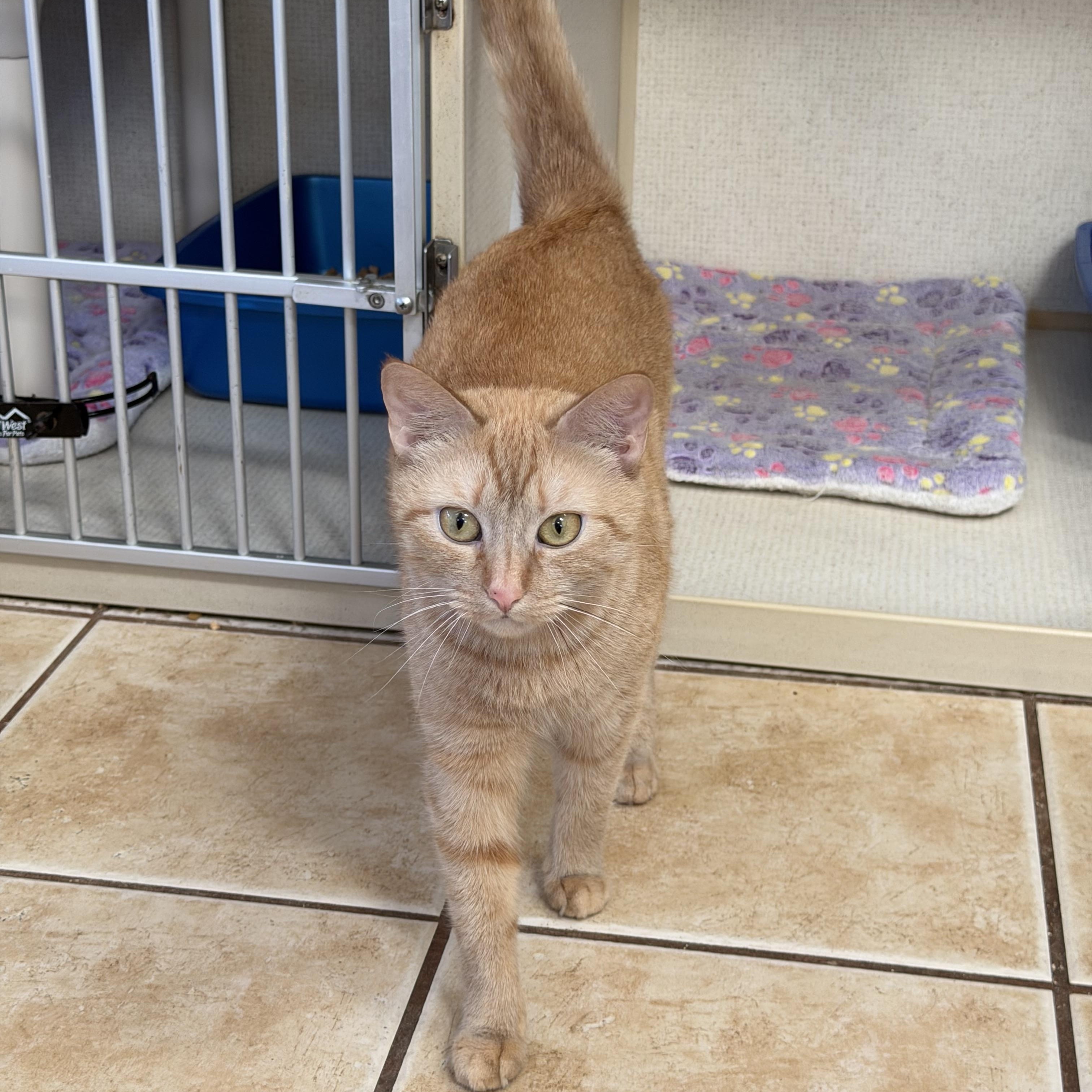 Enlarge GOLDIE, a ADOPTABLE Domestic Short Hair in Hamilton, NJ image 2/4
