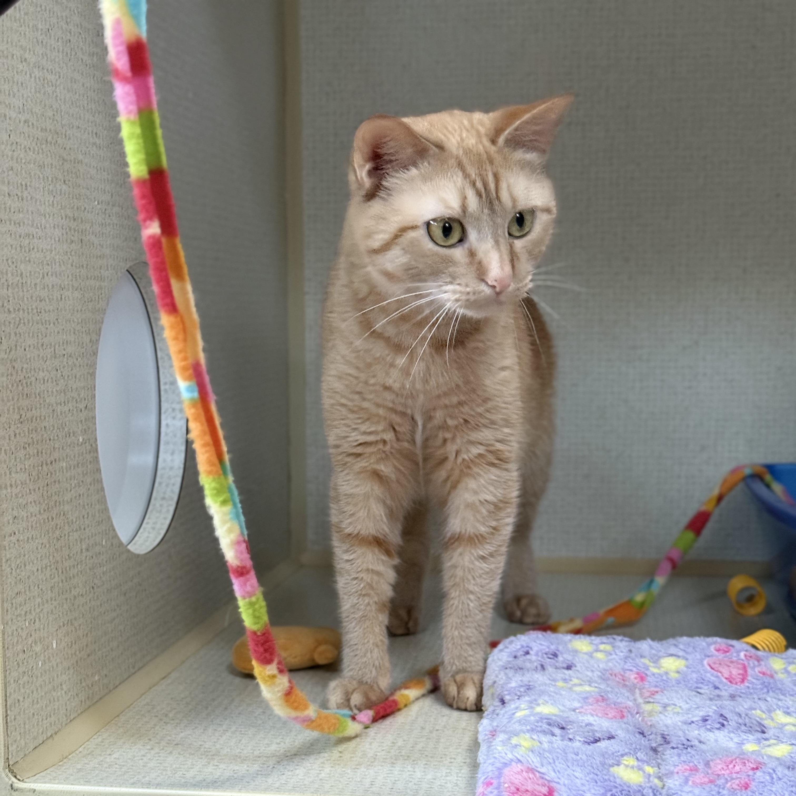 Enlarge GOLDIE, a ADOPTABLE Domestic Short Hair in Hamilton, NJ image 4/4