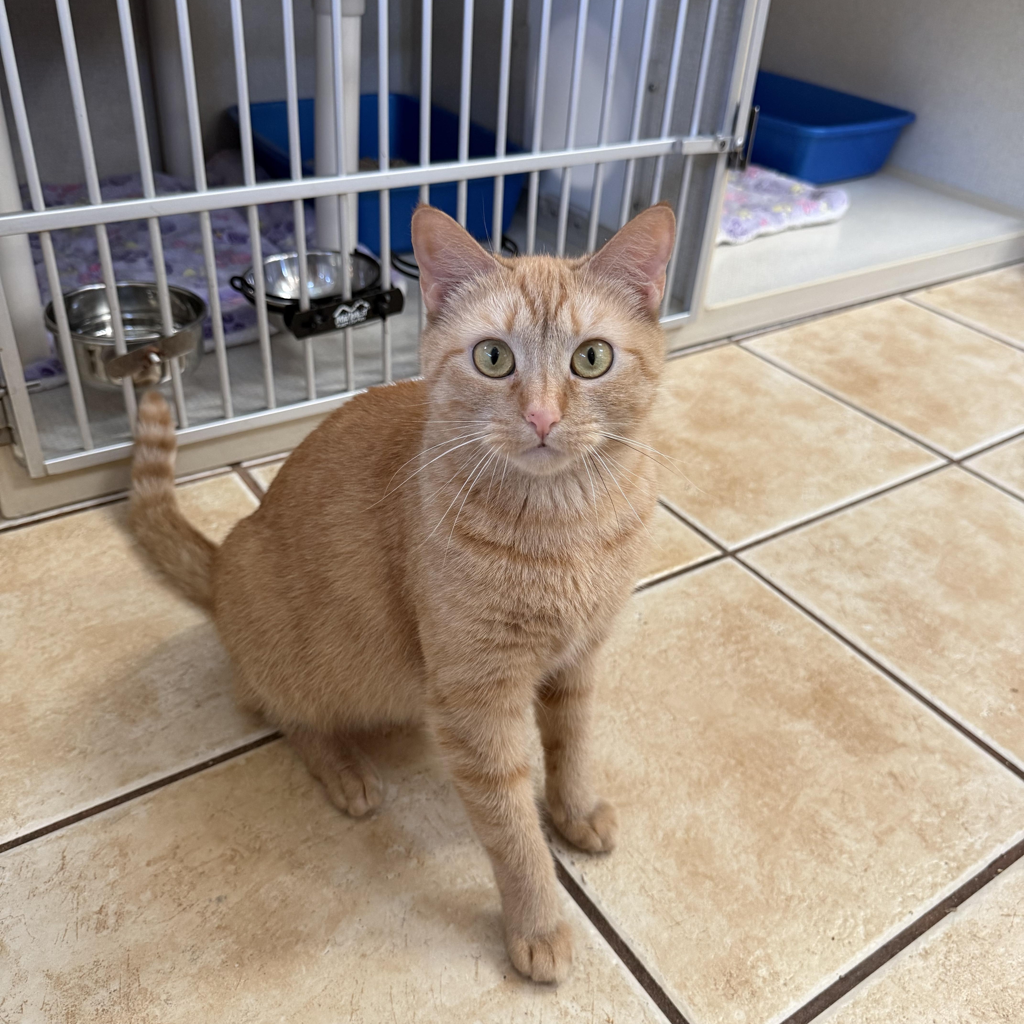 Enlarge GOLDIE, a ADOPTABLE Domestic Short Hair in Hamilton, NJ image 1/4