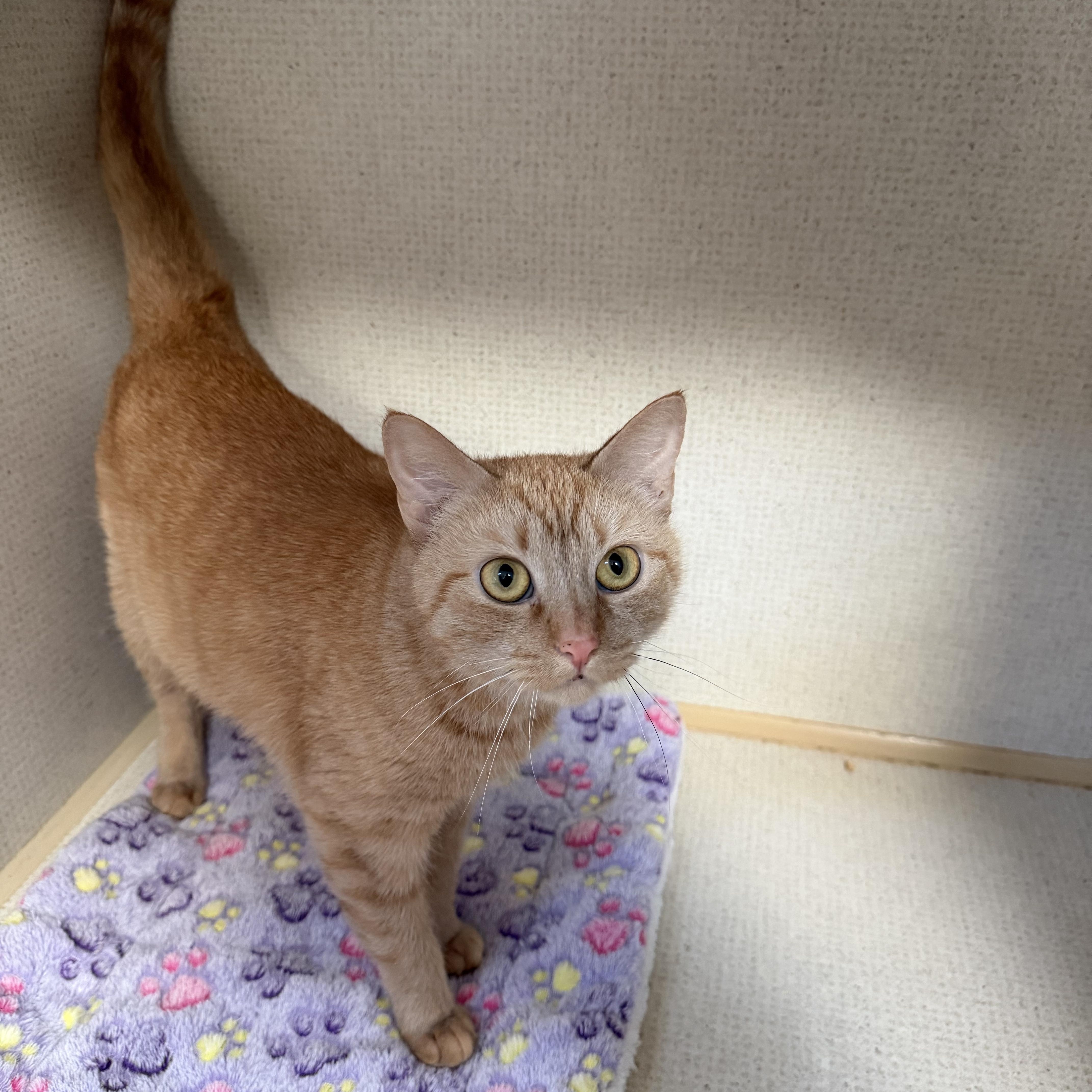 Enlarge GOLDIE, a ADOPTABLE Domestic Short Hair in Hamilton, NJ image 3/4