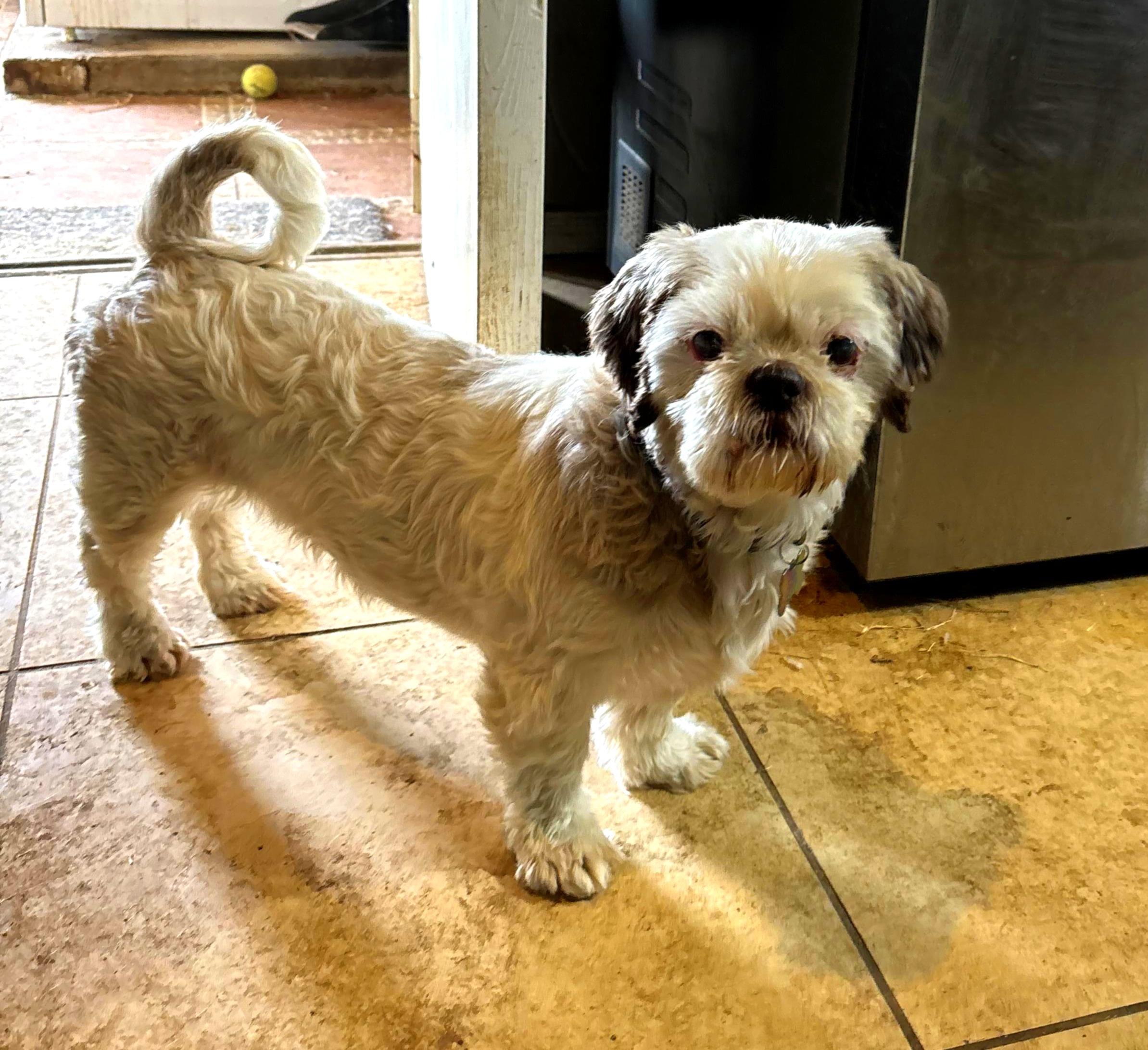 Bailey II, an adopted Shih Tzu in Phoenix, AZ image 1/2