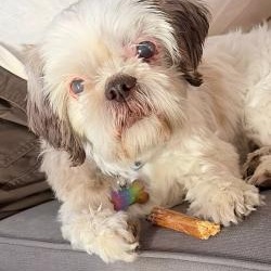 Bailey II, an adopted Shih Tzu in Phoenix, AZ image 2/2