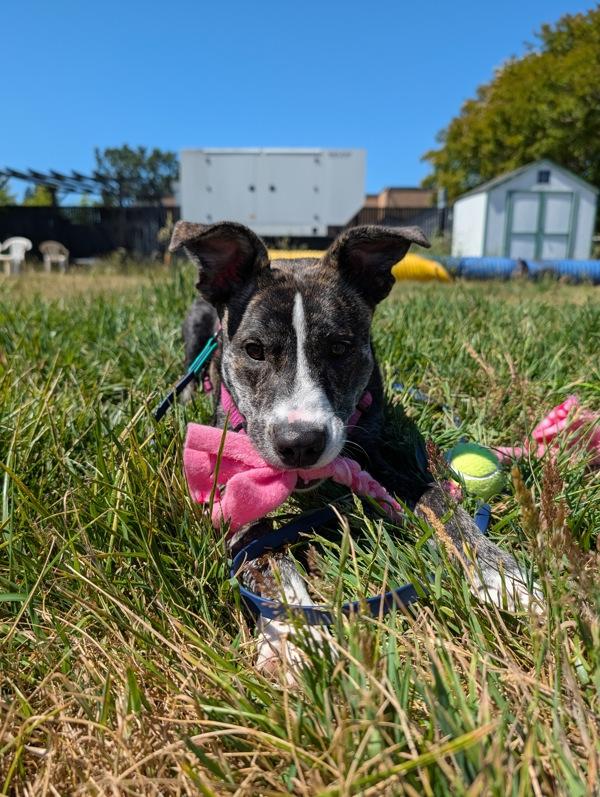 Enlarge Gemini, a Adoptable mixed breed in Santa Rosa, CA image 1/1