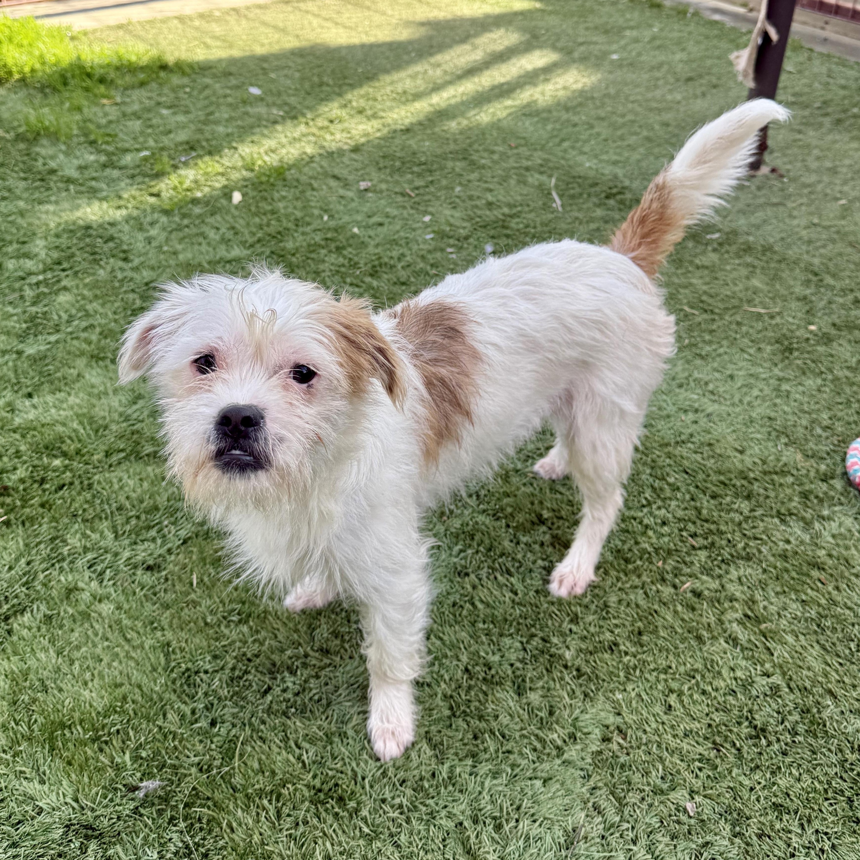 Enlarge Cupid, a ADOPTABLE mixed breed in modesto, CA image 3/5