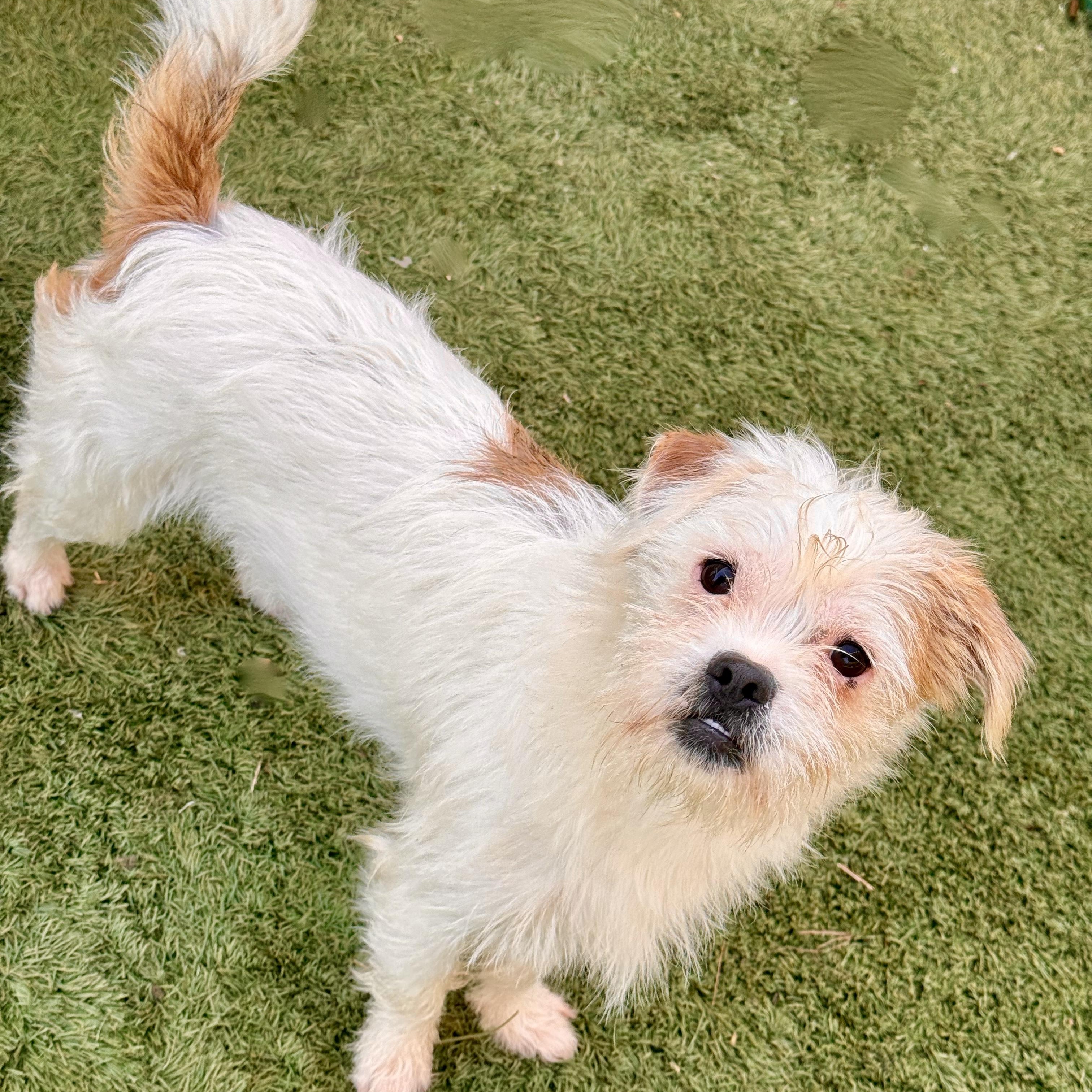 Enlarge Cupid, a ADOPTABLE mixed breed in modesto, CA image 4/5