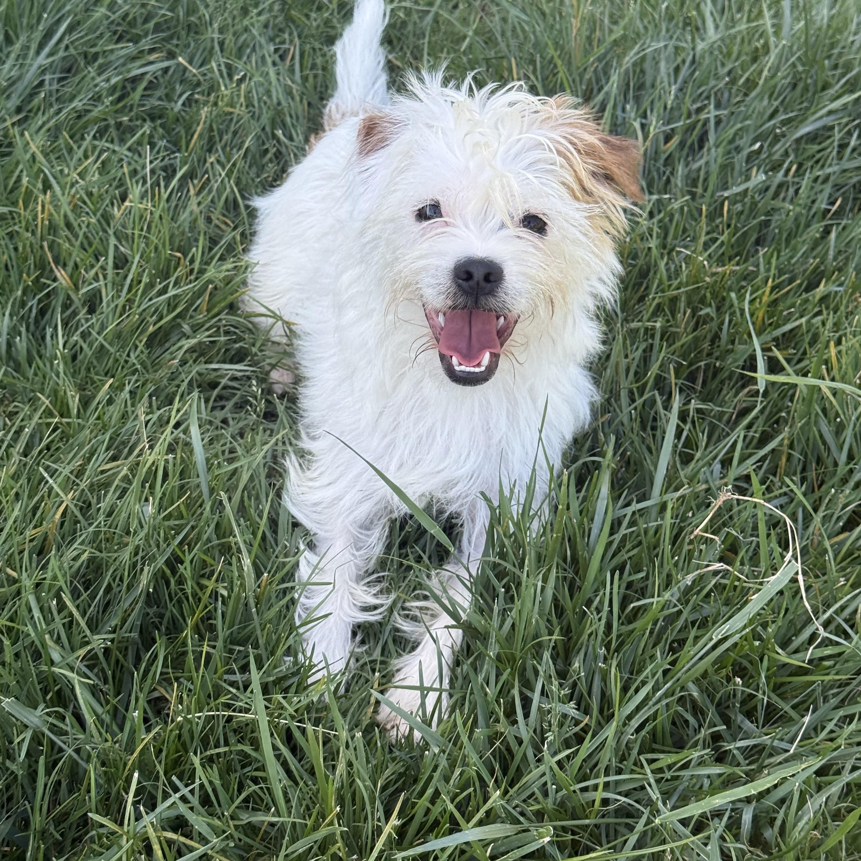 Enlarge Cupid, a ADOPTABLE mixed breed in modesto, CA image 2/6