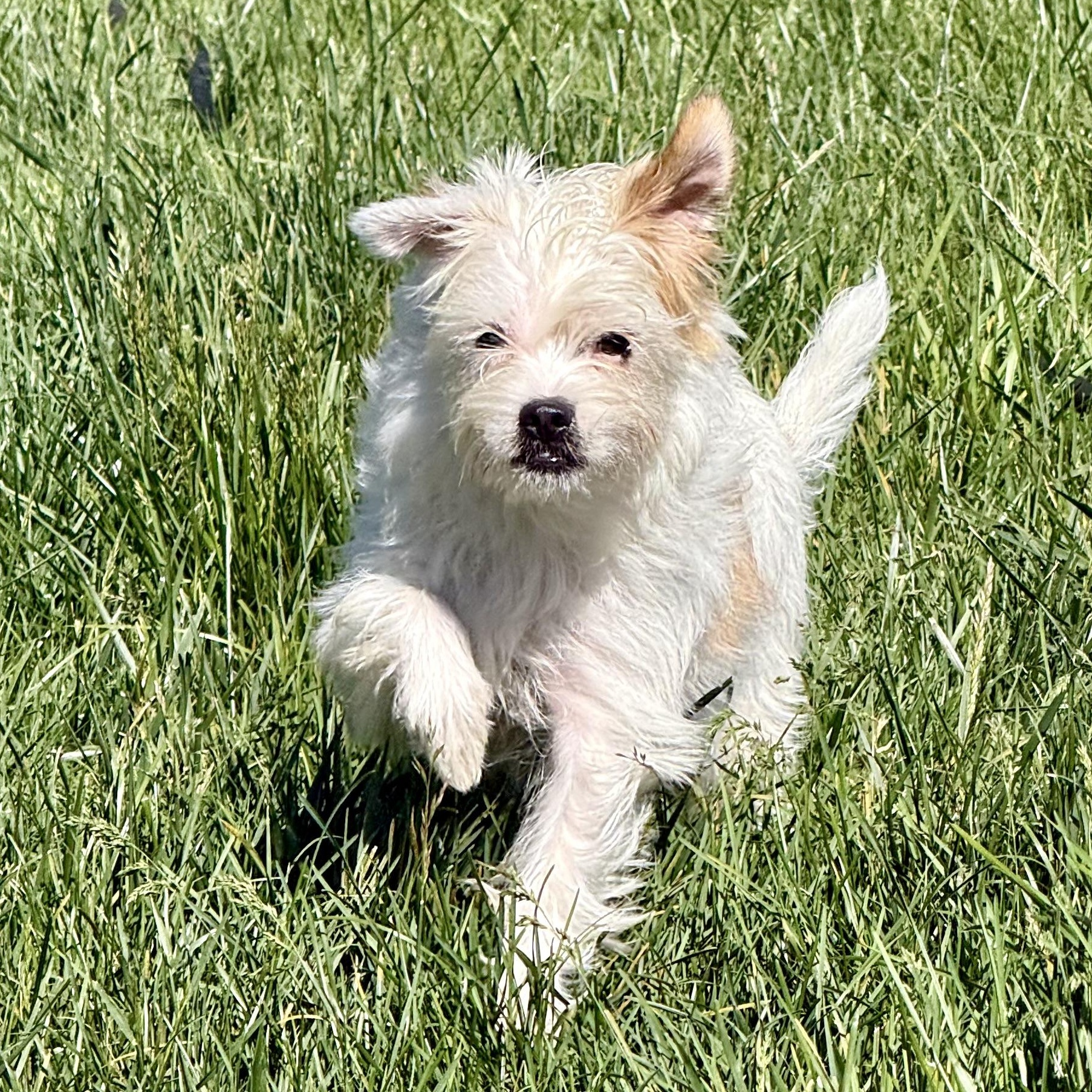 Cupid, ADOPTABLE, Young Male Norfolk Terrier & Wirehaired Terrier.