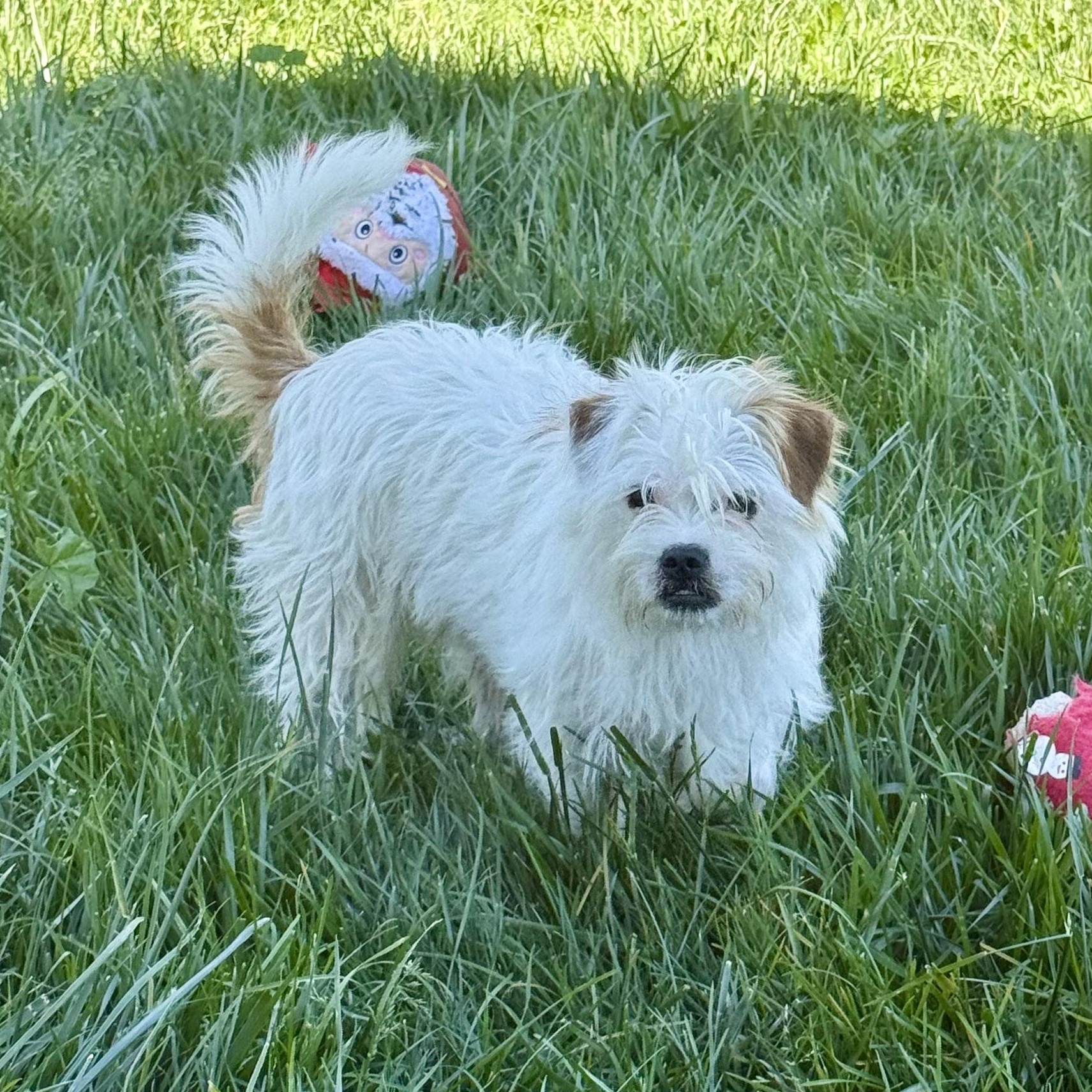 Enlarge Cupid, a ADOPTABLE mixed breed in modesto, CA image 3/6