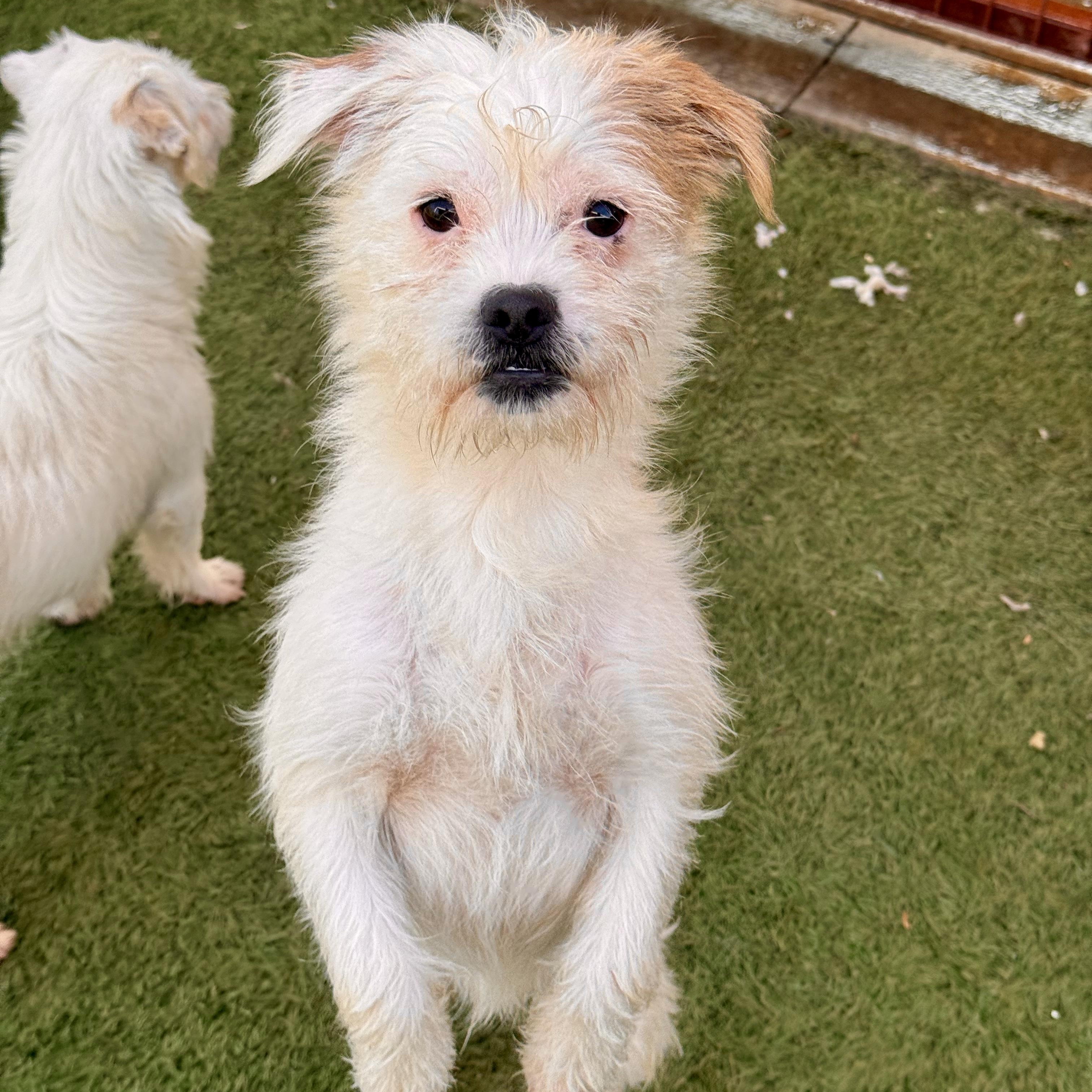 Enlarge Cupid, a ADOPTABLE mixed breed in modesto, CA image 1/5