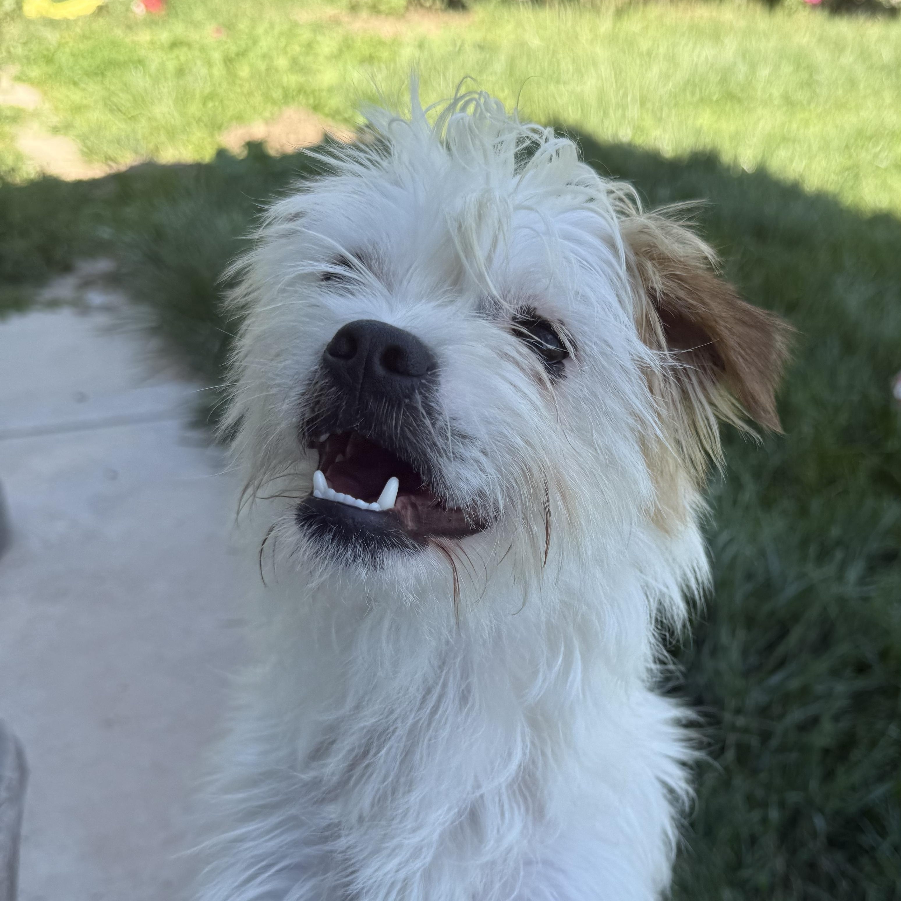 Enlarge Cupid, a ADOPTABLE mixed breed in modesto, CA image 6/6