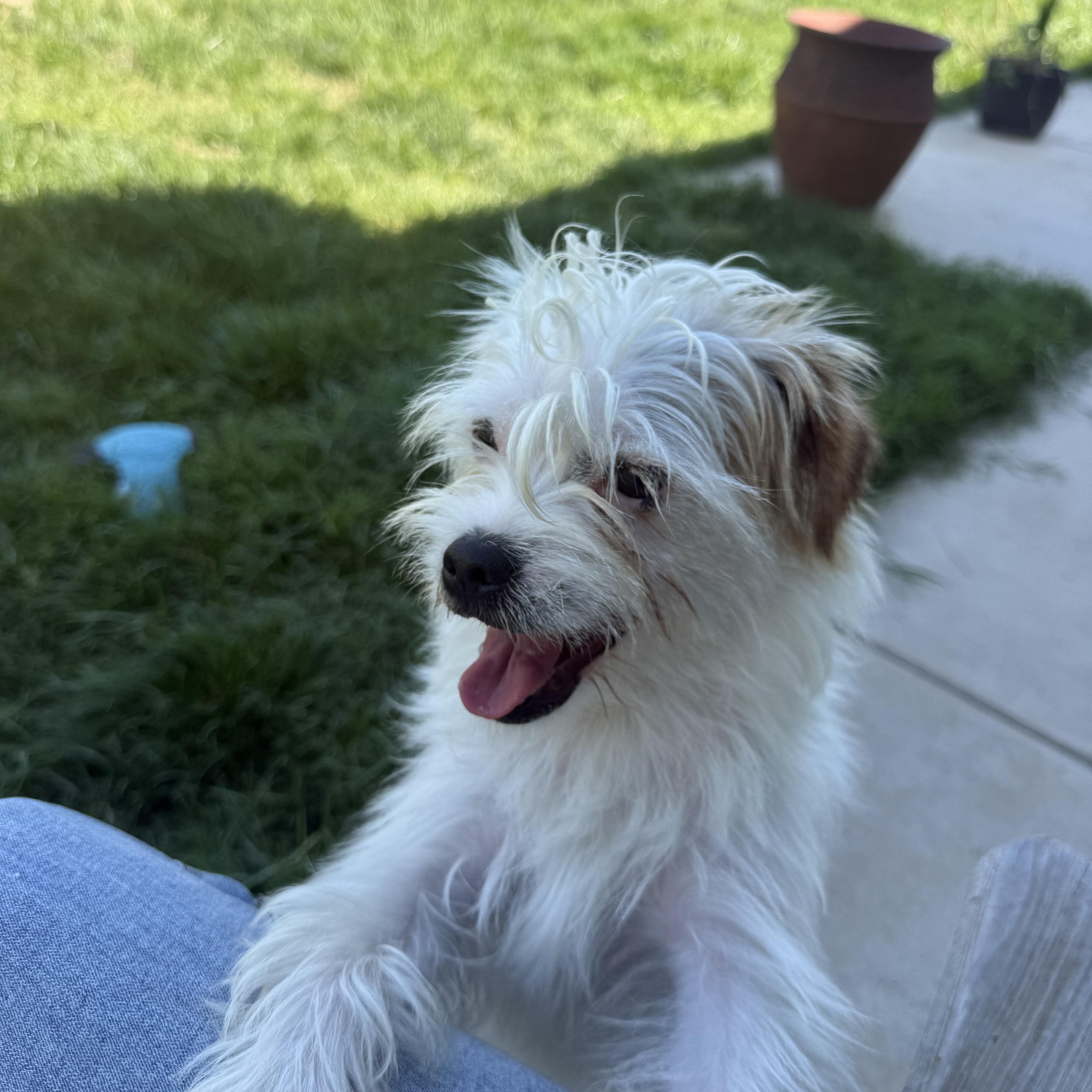 Enlarge Cupid, a ADOPTABLE mixed breed in modesto, CA image 5/6