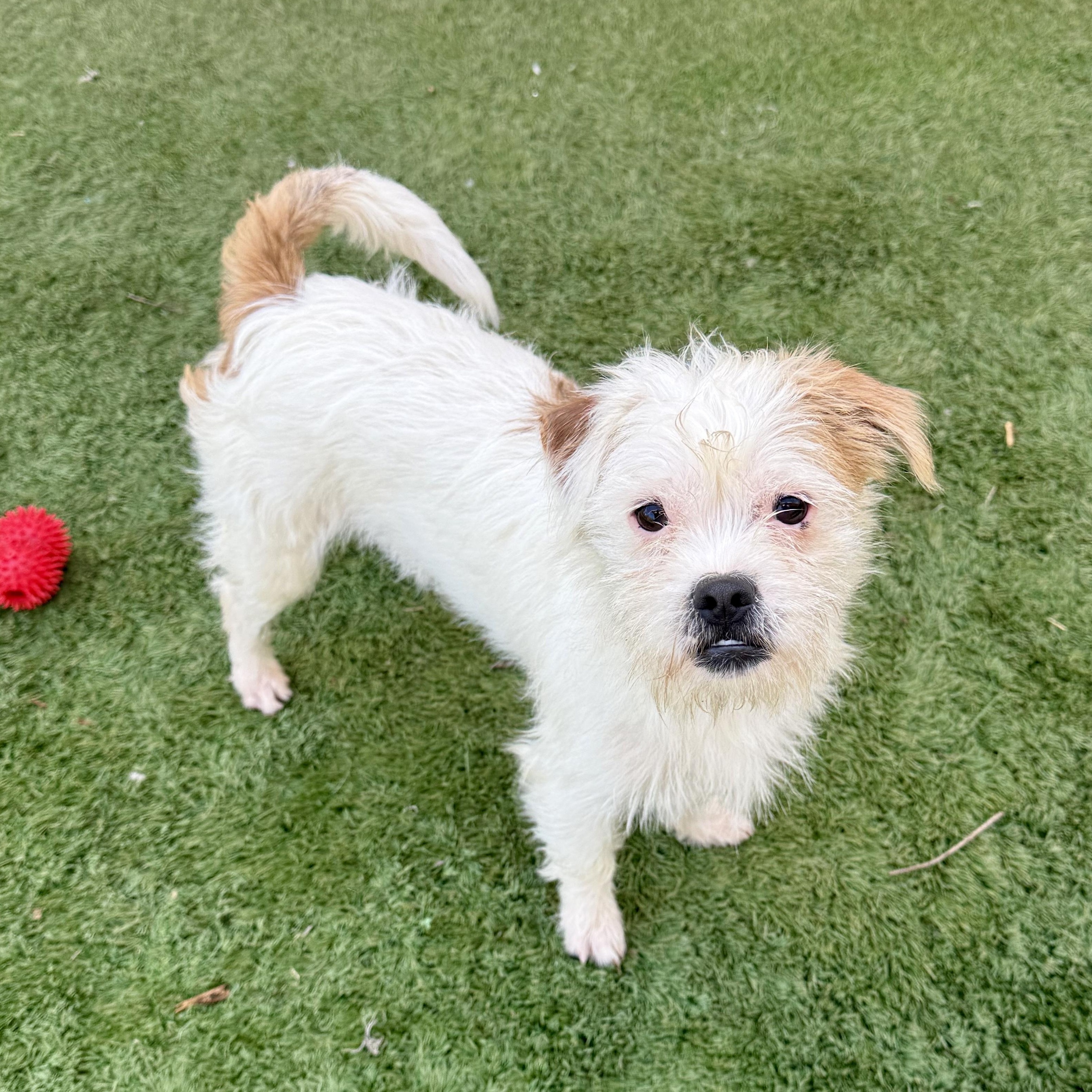 Enlarge Cupid, a ADOPTABLE mixed breed in modesto, CA image 2/5