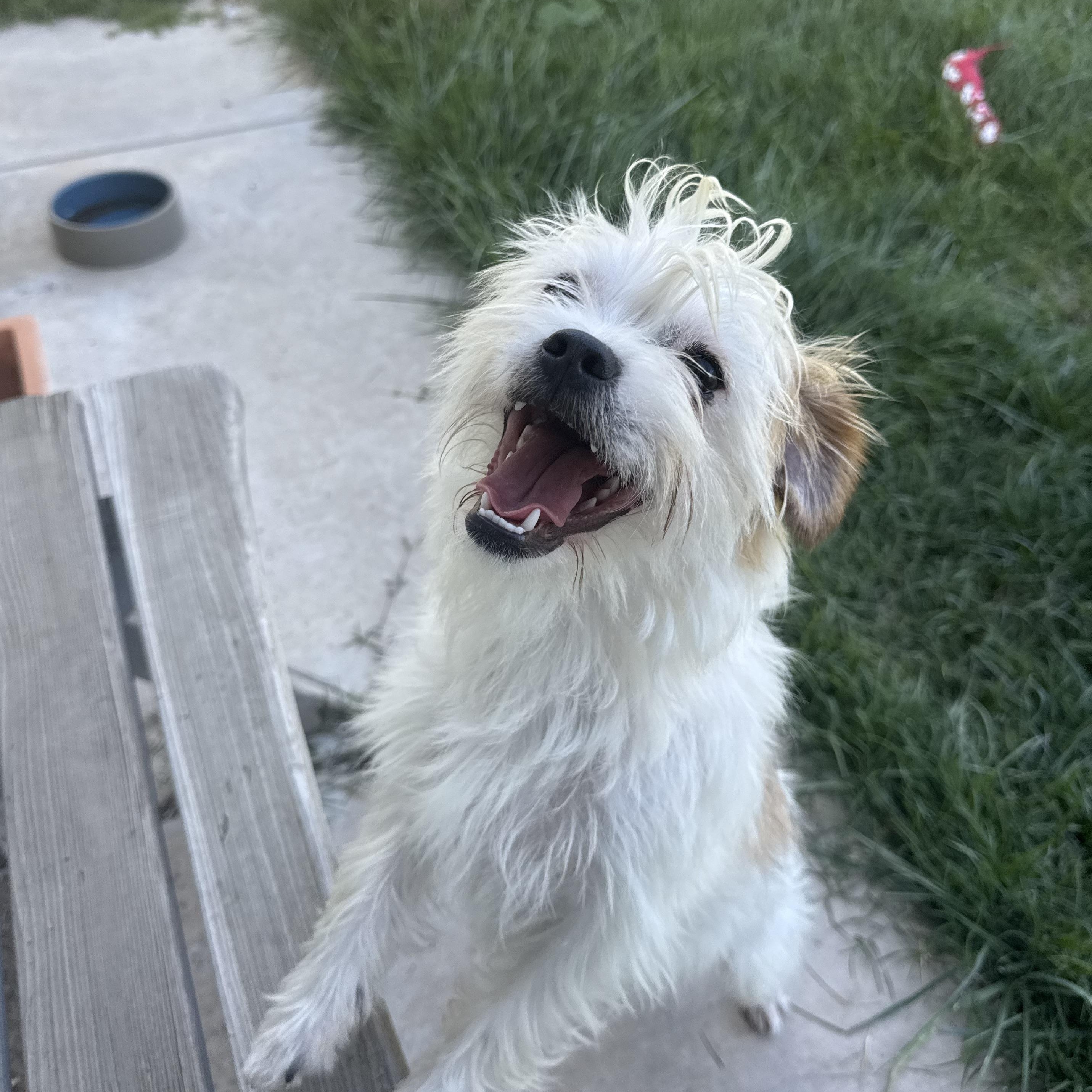 Enlarge Cupid, a ADOPTABLE mixed breed in modesto, CA image 4/6