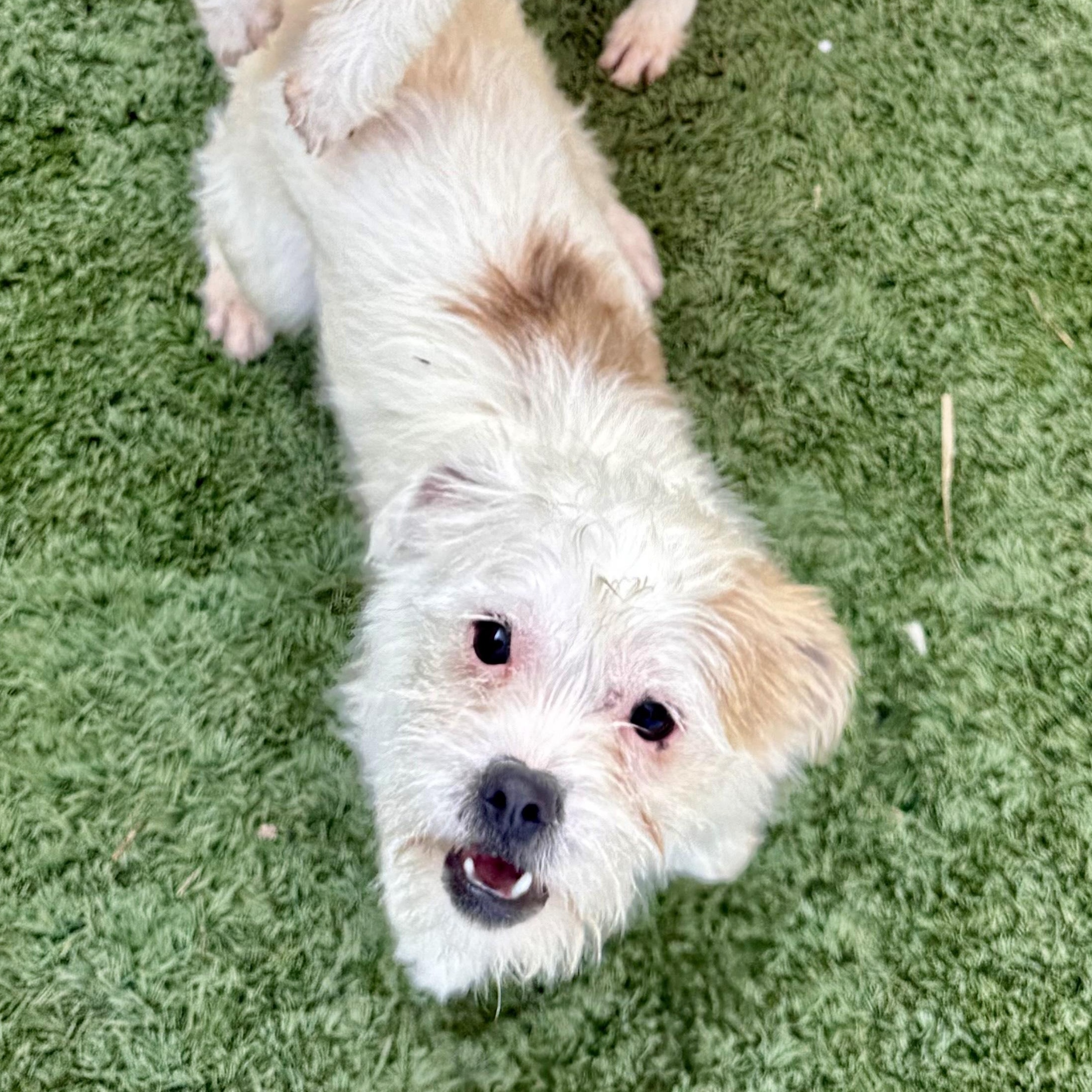 Cupid, ADOPTABLE, Young Male Norfolk Terrier & Wirehaired Terrier.