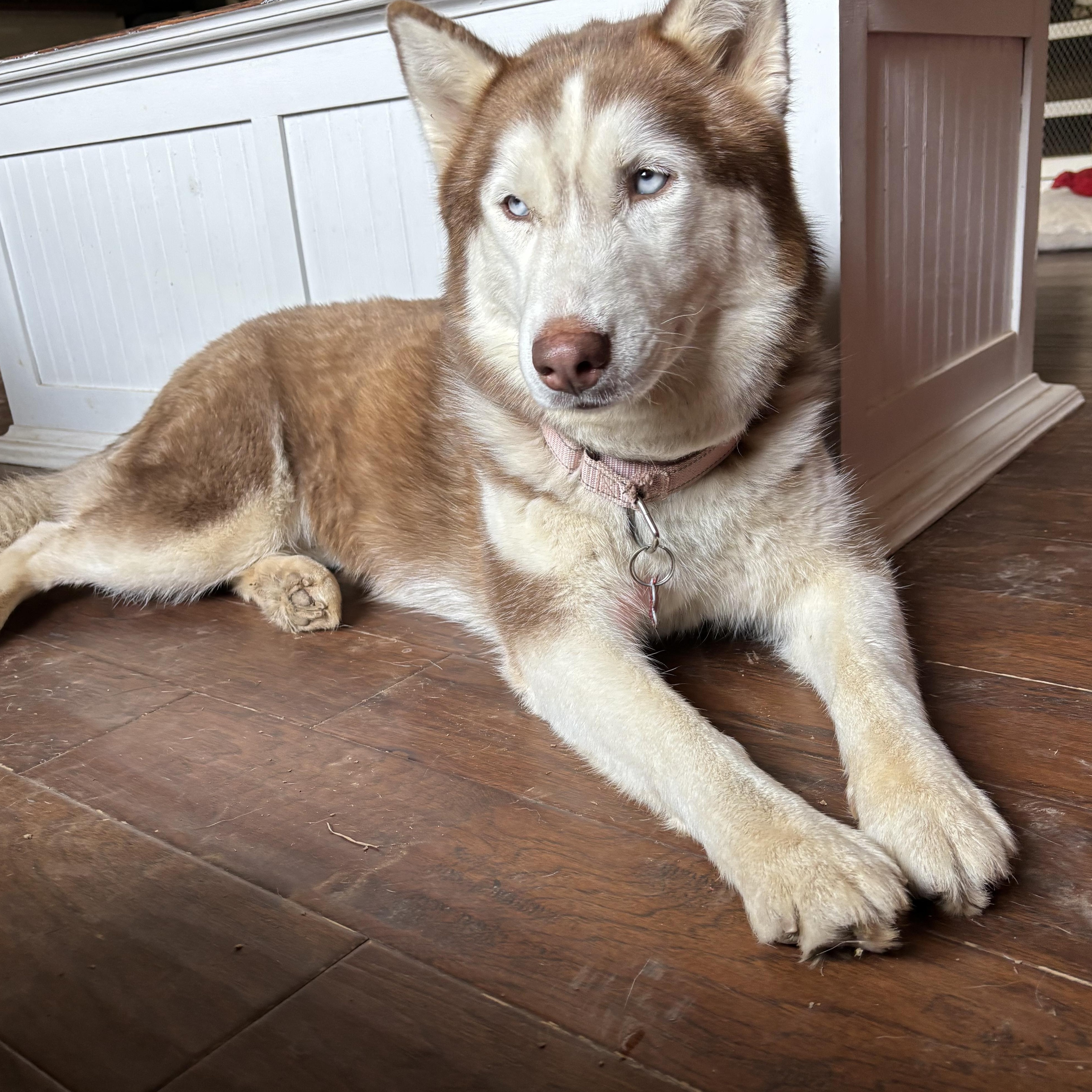 Enlarge Meadow, a Adoptable Husky in Springfield, MO image 1/6