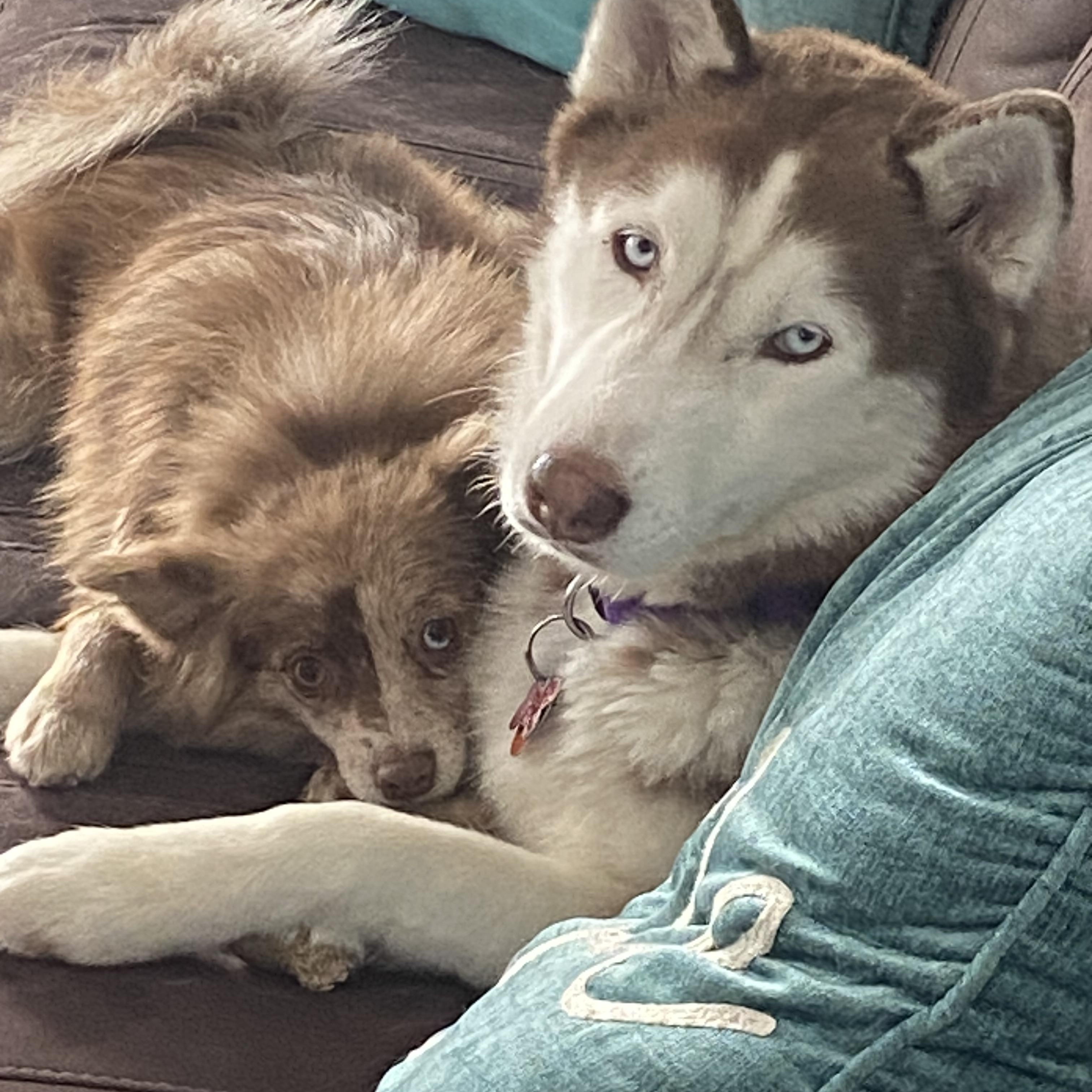 Enlarge Meadow, a Adoptable Husky in Springfield, MO image 3/6