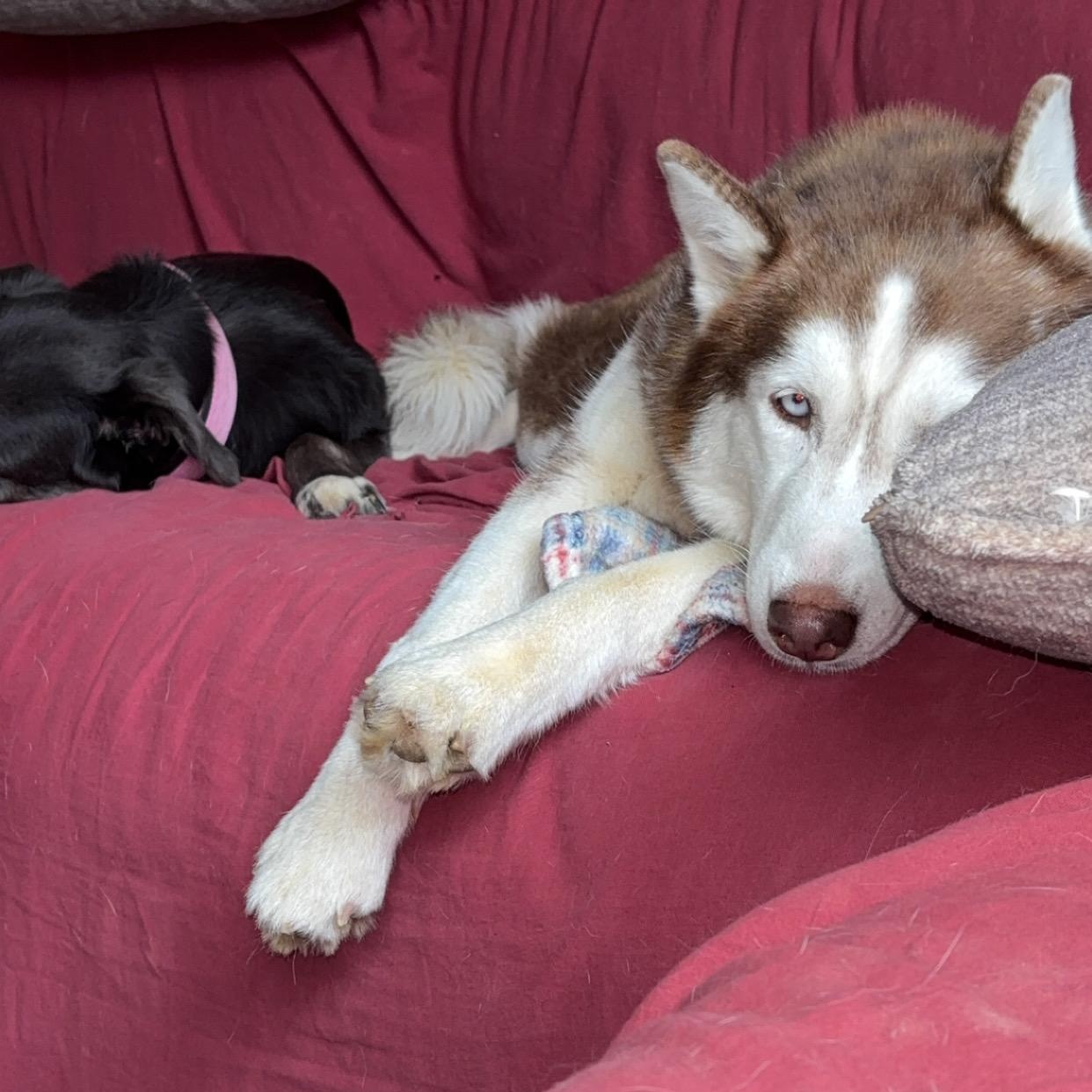 Enlarge Meadow, a Adoptable Husky in Springfield, MO image 2/6