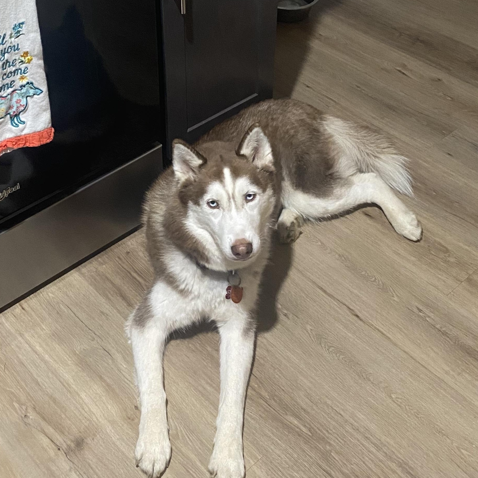 Enlarge Meadow, a Adoptable Husky in Springfield, MO image 6/6