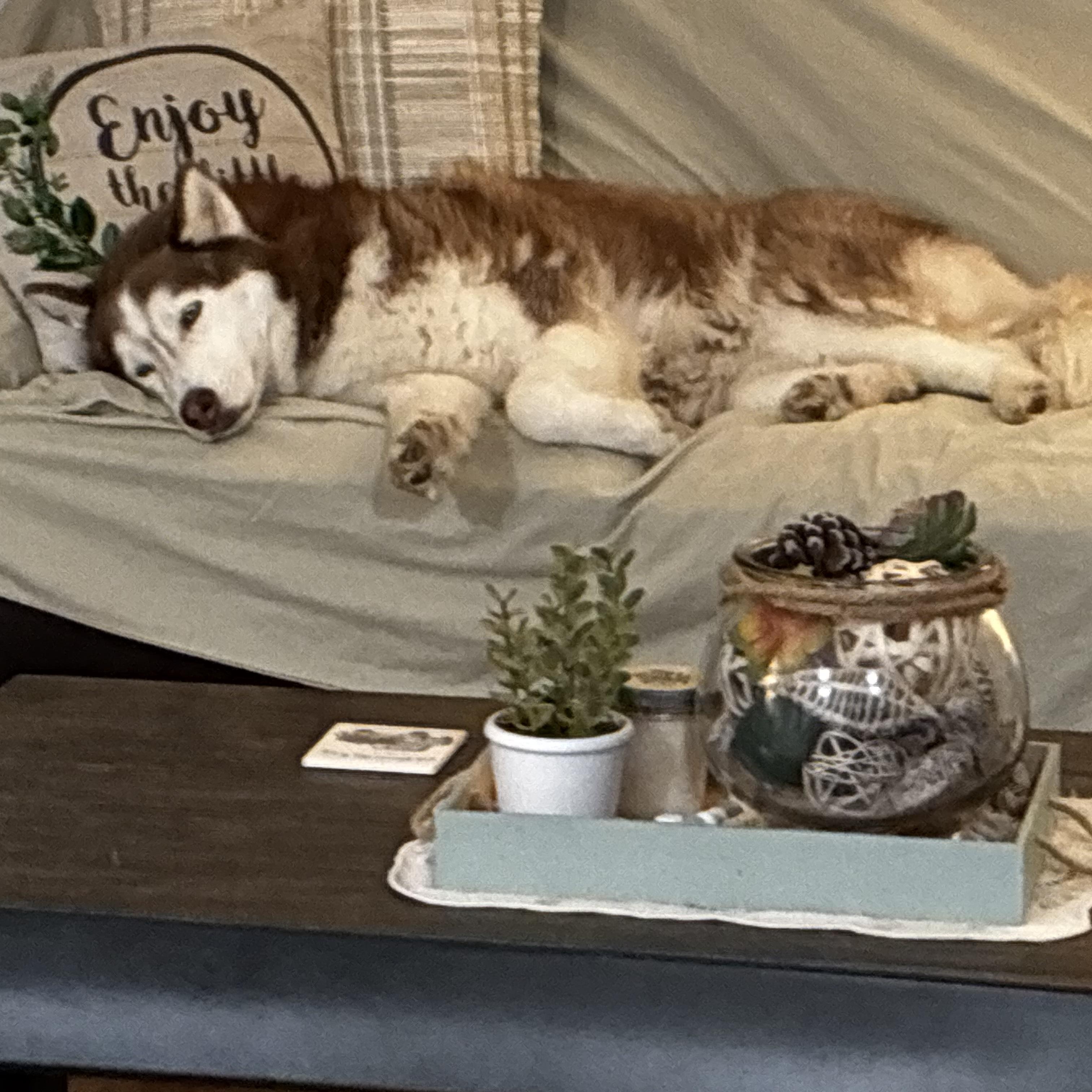 Enlarge Meadow, a Adoptable Husky in Springfield, MO image 4/6