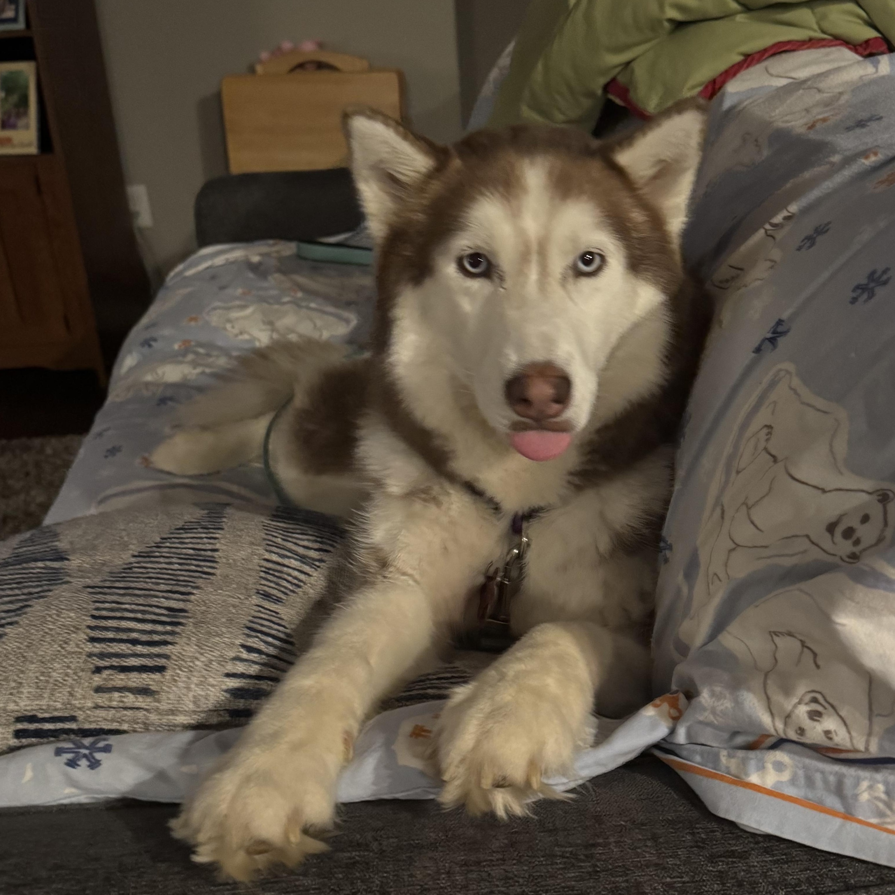Enlarge Meadow, a Adoptable Husky in Springfield, MO image 5/6