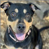 Harper, Adoptable, Adult Female Mixed Breed.