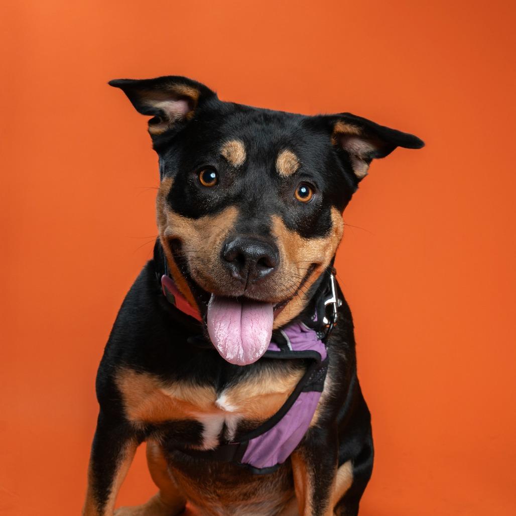 Enlarge Harper, a Adoptable mixed breed in Tacoma, WA image 2/3