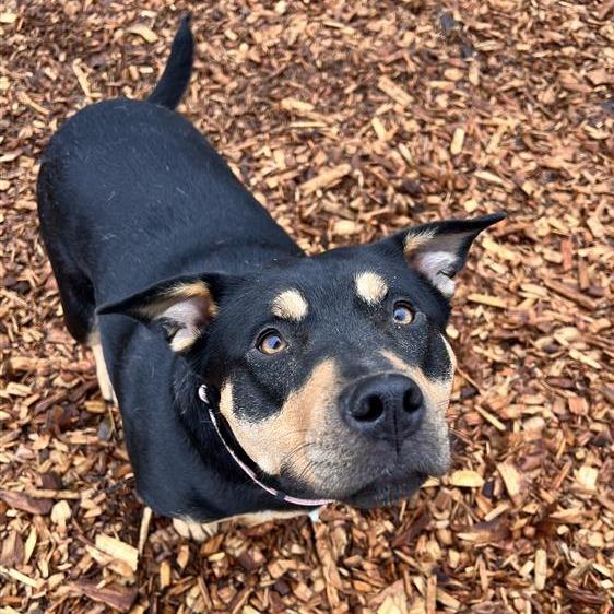 Enlarge Harper, a Adoptable mixed breed in Tacoma, WA image 3/3