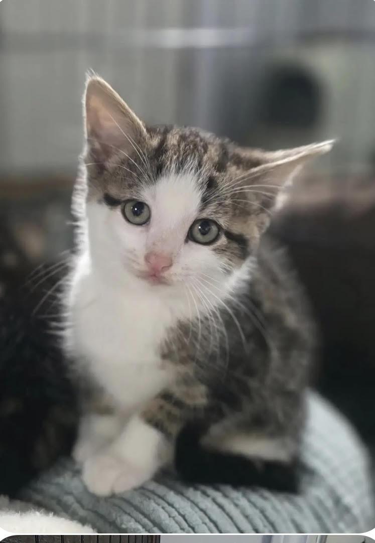 Enlarge Penny, an adopted mixed breed in Howell, MI image 1/2