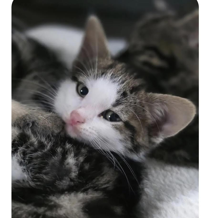 Enlarge Penny, an adopted mixed breed in Howell, MI image 2/2