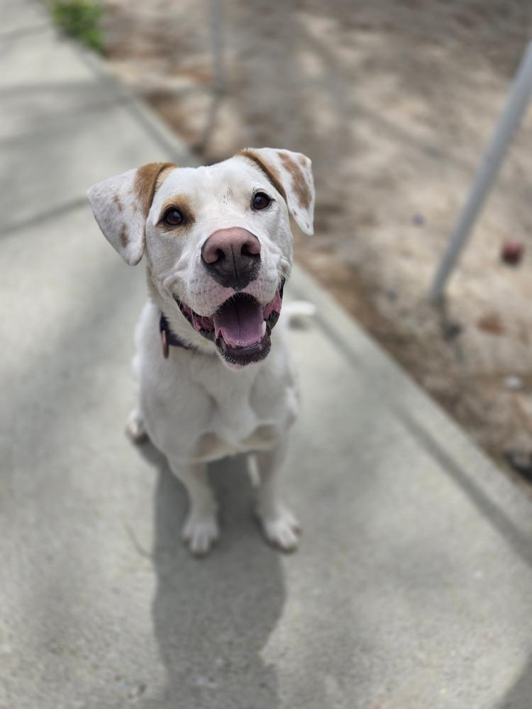 Enlarge Micah - 24033, a Adoptable mixed breed in Armonk, NY image 1/4