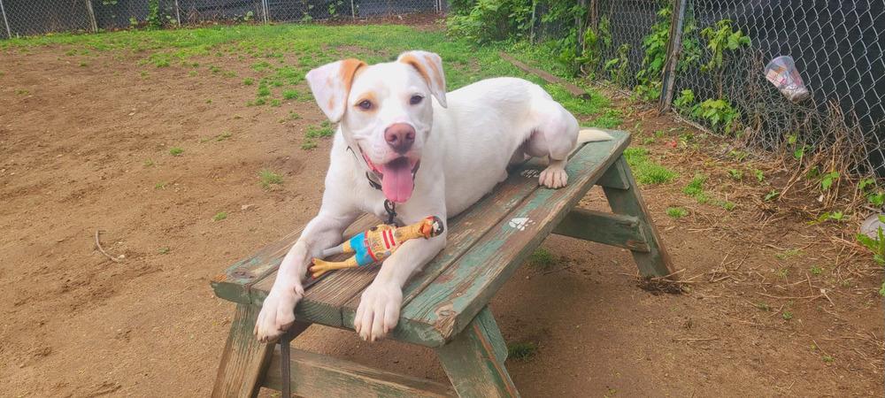 Enlarge AAD Featured Dog!  Micah - 24033, a Adoptable mixed breed in Armonk, NY image 2/6