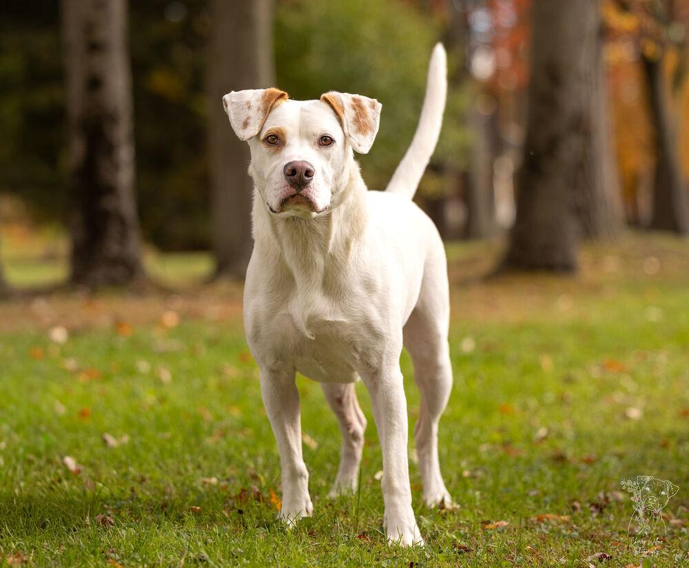 Enlarge Micah - 24033, a Adoptable mixed breed in Armonk, NY image 2/2