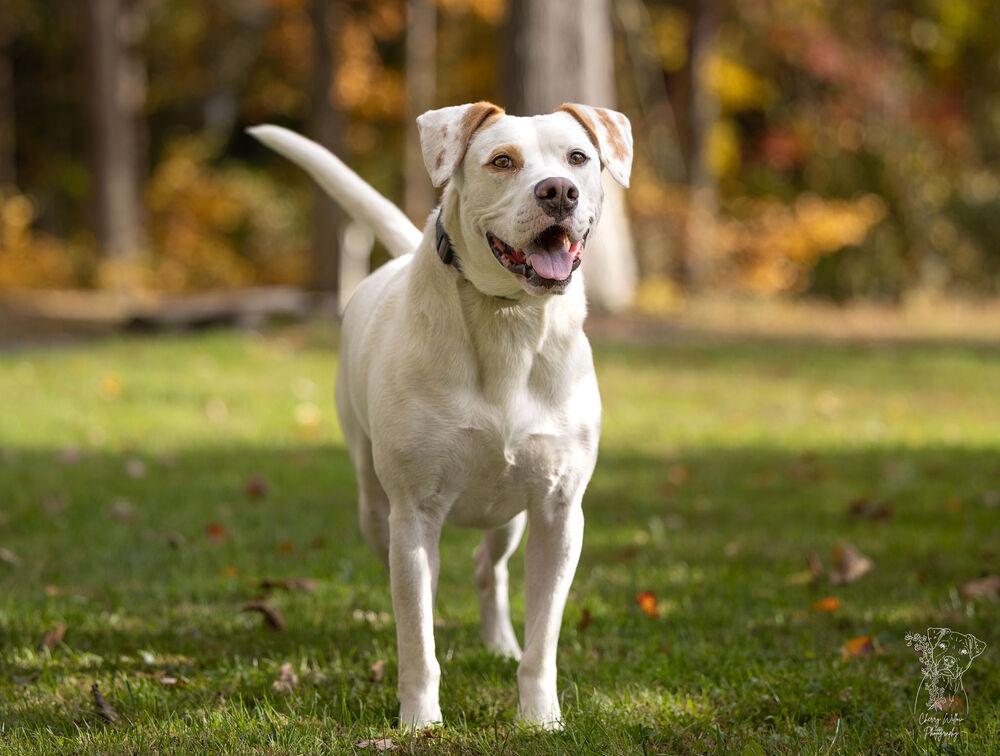 Enlarge AAD Featured Dog!  Micah - 24033, a Adoptable mixed breed in Armonk, NY image 5/6