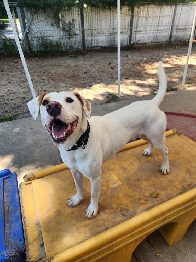 Enlarge Micah - 24033, a Adoptable mixed breed in Armonk, NY image 4/4