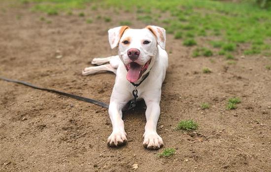 Enlarge AAD Featured Dog!  Micah - 24033, a Adoptable mixed breed in Armonk, NY image 6/6