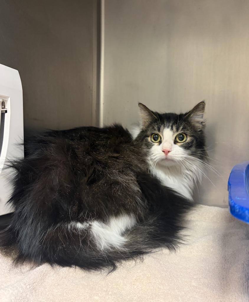 Enlarge Ice T, a Adopted mixed breed in Liverpool, NY image 1/1