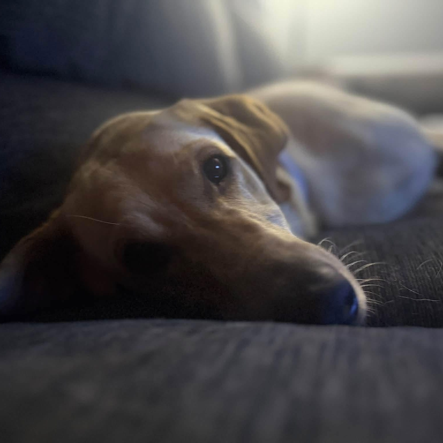 Enlarge Honey, a Adopted mixed breed in Elkton, MD image 3/4
