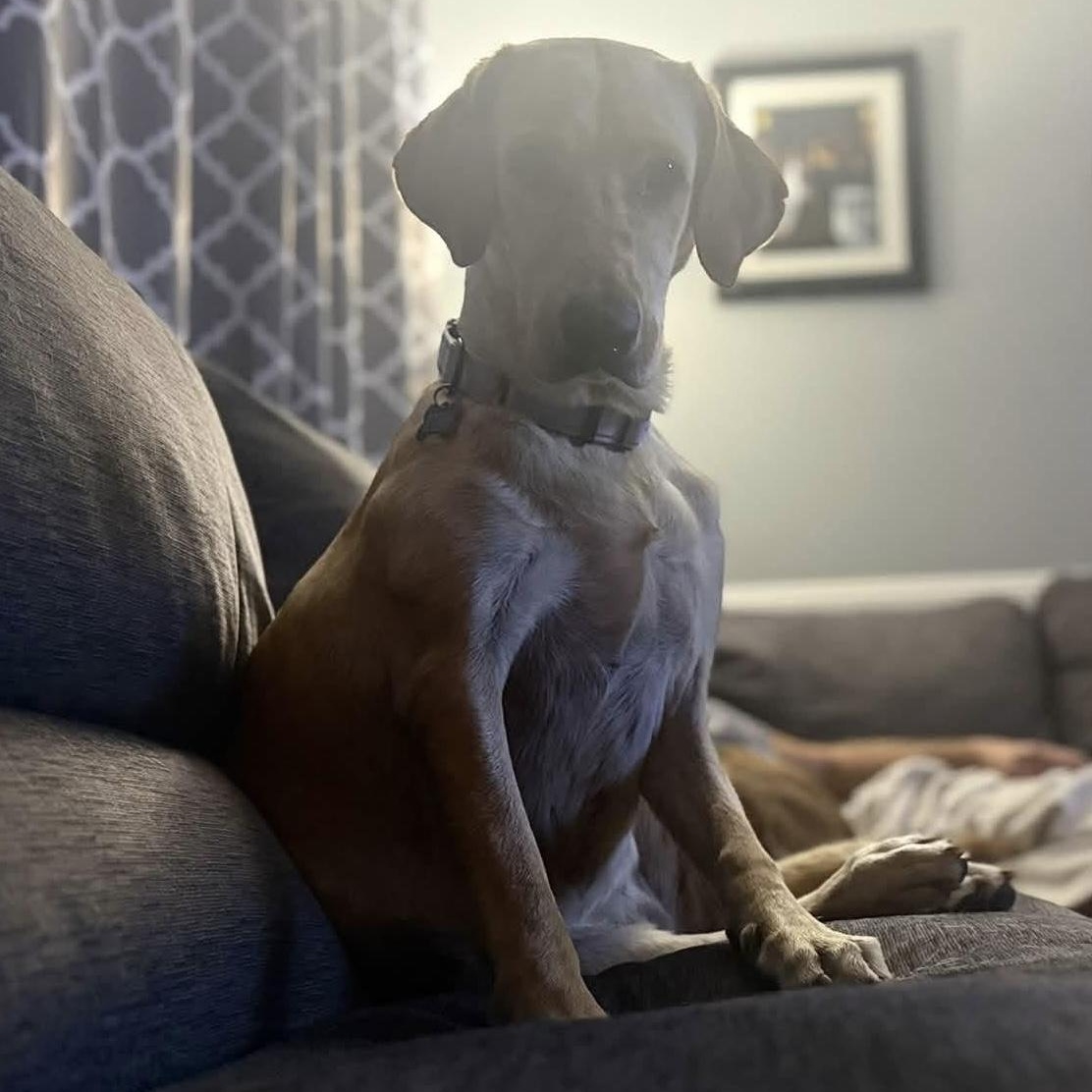 Enlarge Honey, a Adopted mixed breed in Elkton, MD image 4/4