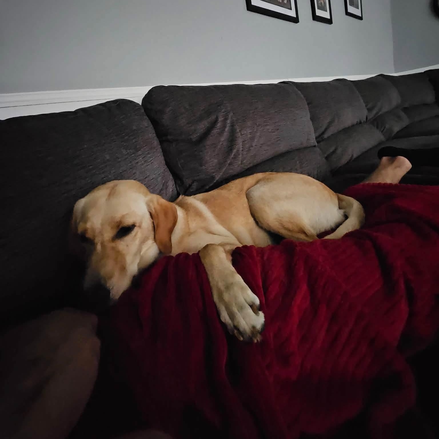Enlarge Honey, a Adopted mixed breed in Elkton, MD image 2/4