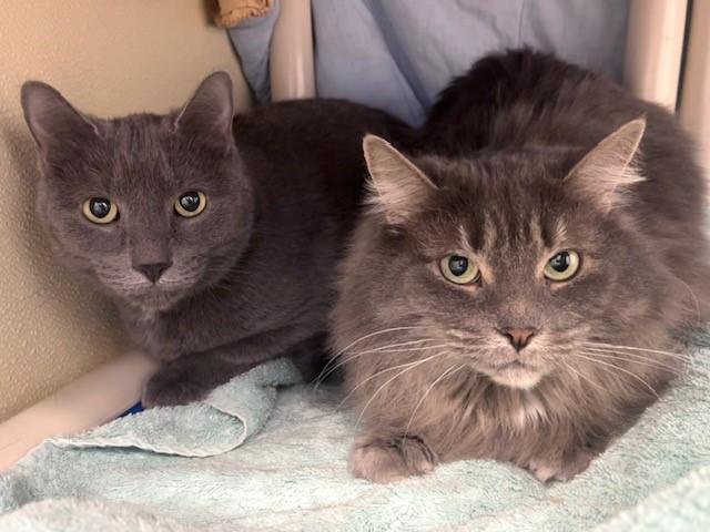 SMOKEY, Adoptable, Adult Male Domestic Short Hair.