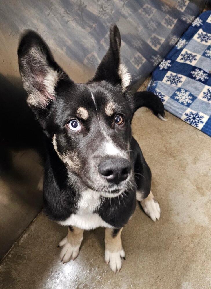 Luna ( Husky Mix ), Adoptable, Puppy Female Husky.