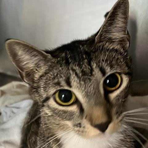 Enlarge Tuchi, a Adoptable Domestic Short Hair in Baltimore, MD image 1/1