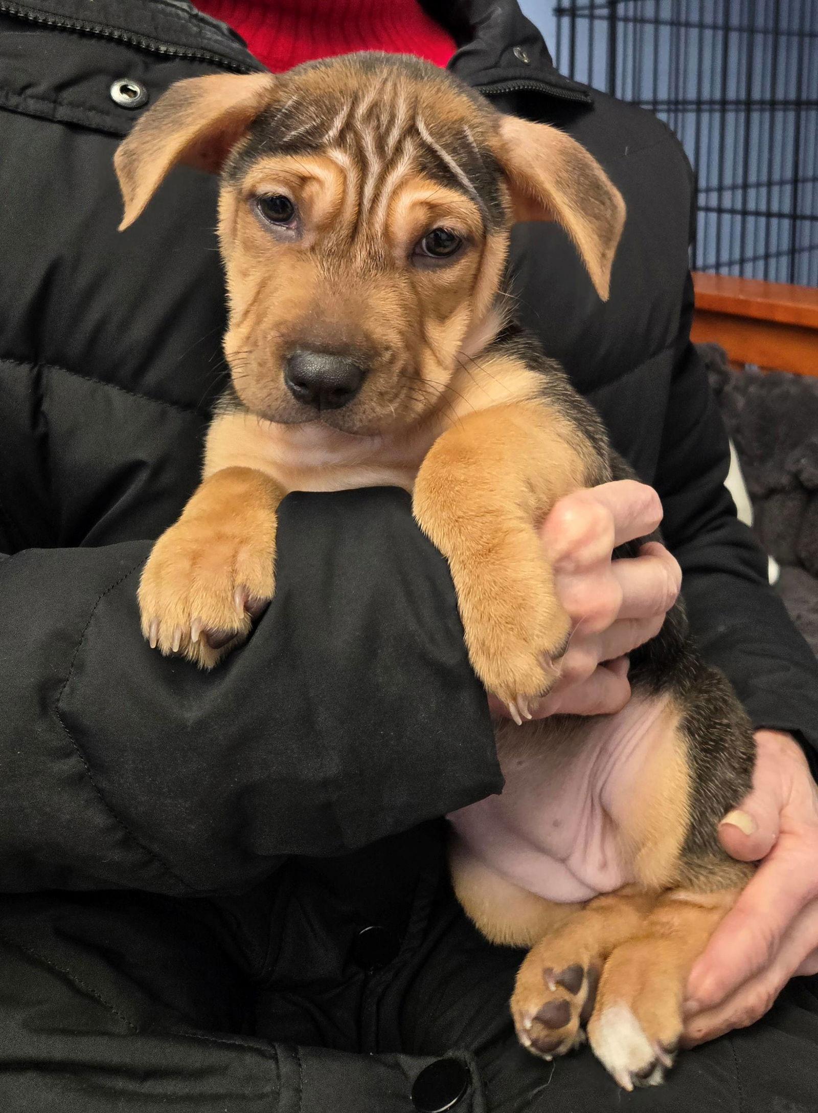 Hedwig, Adoptable, Puppy Female Mixed Breed.