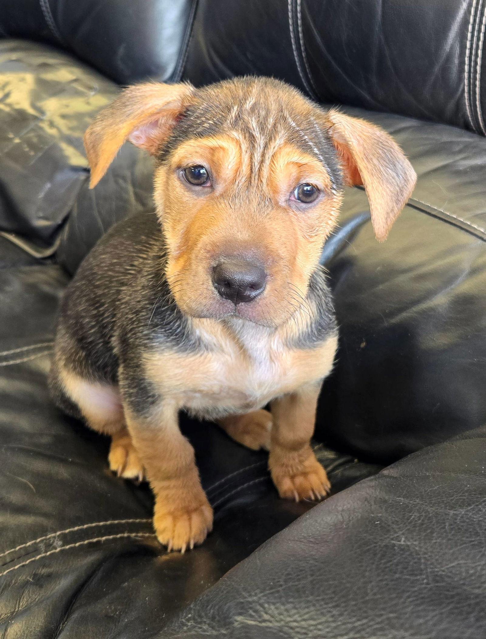 Hedwig, a Adoptable Mixed Breed in Cliffwood, NJ image 2/2