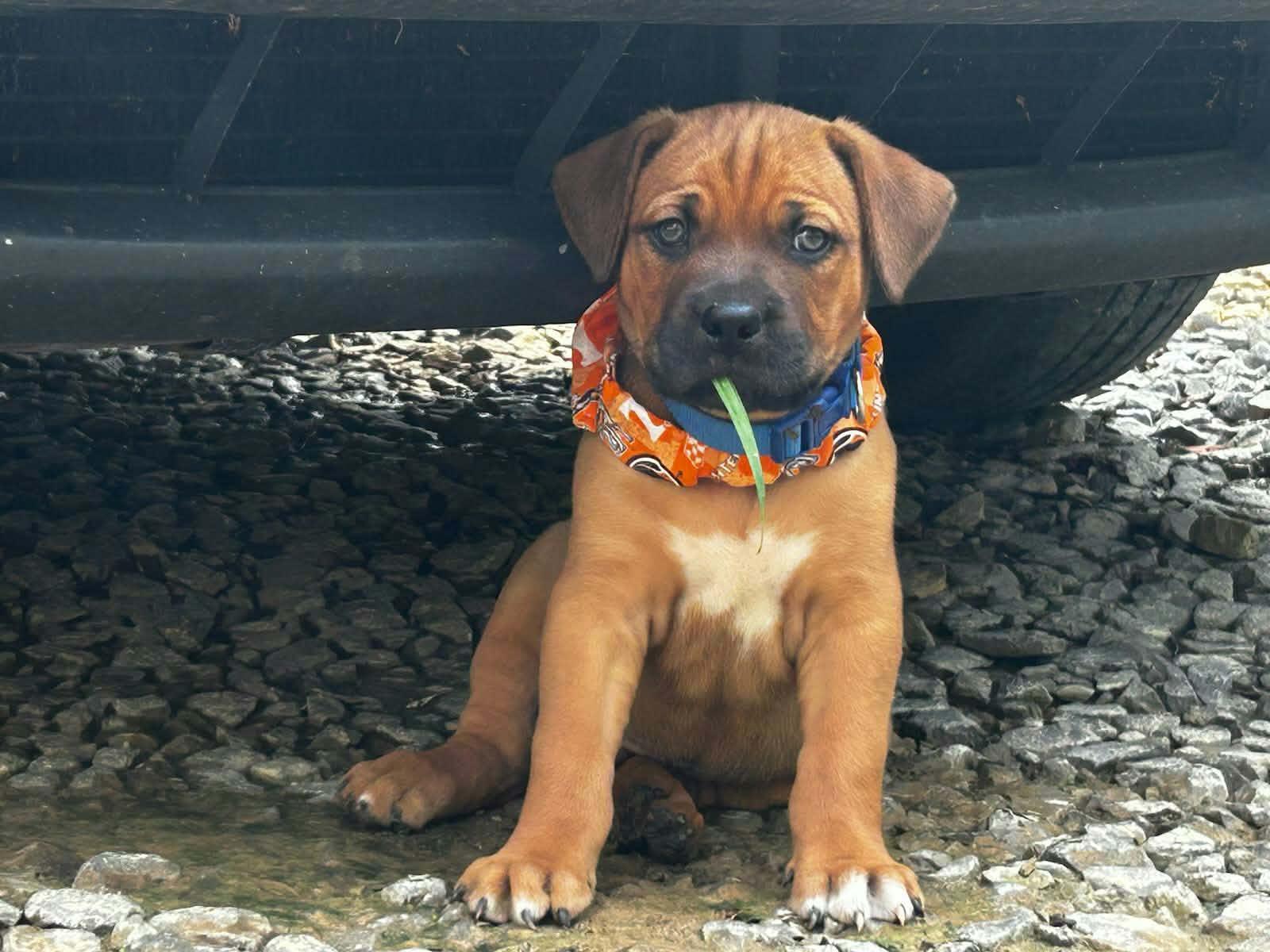 Enlarge Biscuit Cookie, a Adoptable mixed breed in Woburn, MA image 2/3