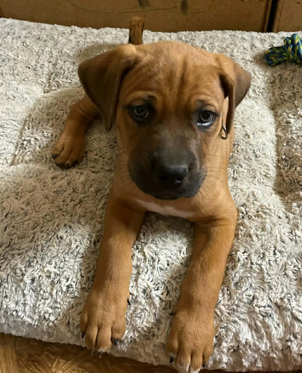 Enlarge Biscuit Cookie, a Adoptable mixed breed in Woburn, MA image 3/3