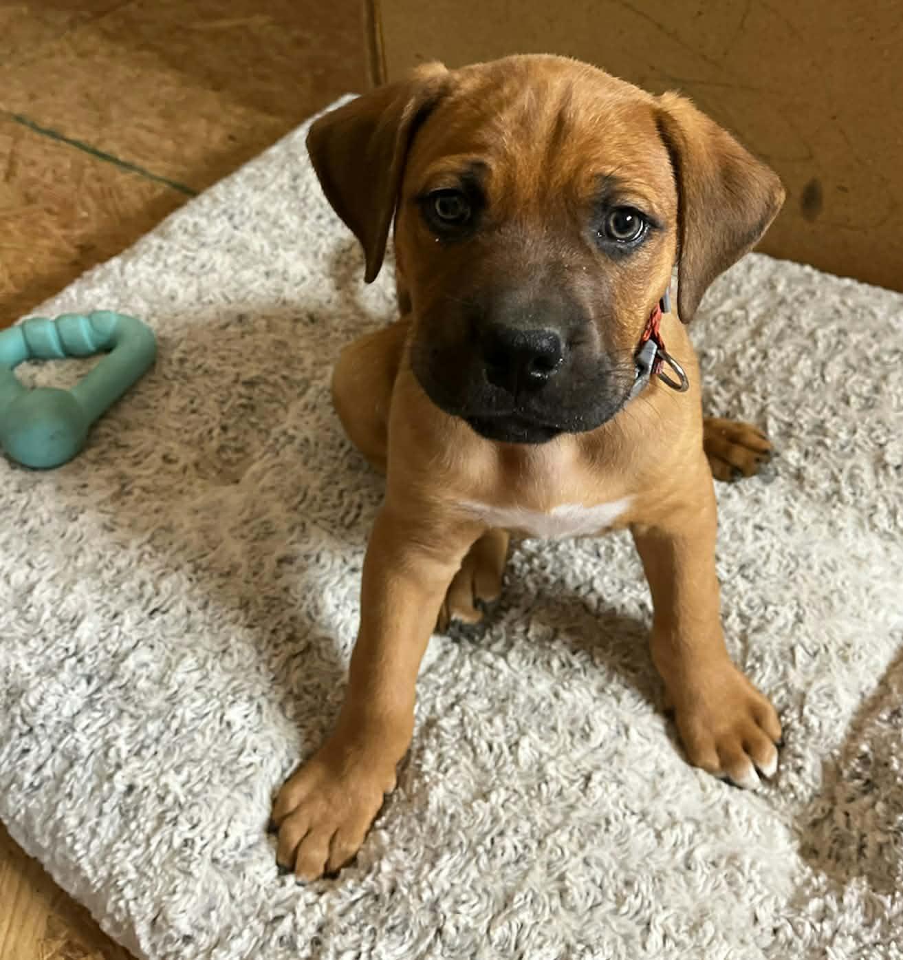 Enlarge Biscuit Cookie, a Adoptable mixed breed in Woburn, MA image 1/3